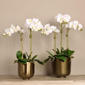 مجموعة أوركيد عصرية