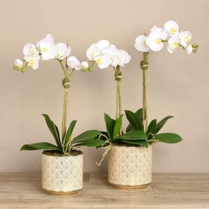 مجموعة أوركيد عصرية