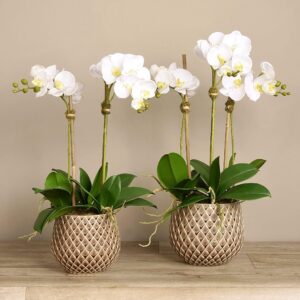 مجموعة أوركيد عصرية