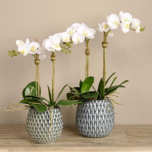 مجموعة أوركيد العصرية