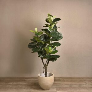 شجرة اصطناعية من نوع فيكس ليراتا