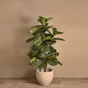 شجرة فيكس ليراتا اصطناعية