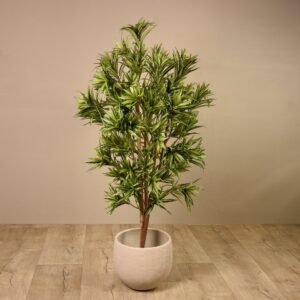 دراسينا من الهند