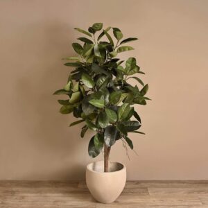 شجرة مطاطية صناعية