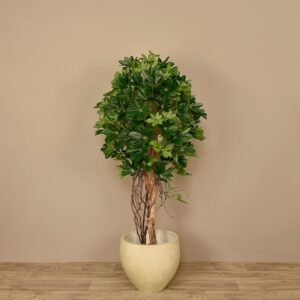 شجرة شيفليرا اصطناعية