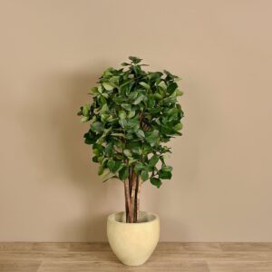 شجرة كلوسيا الاصطناعية