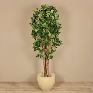 شجرة كلوسيا اصطناعية