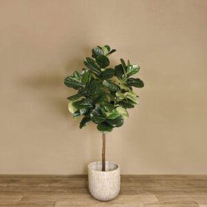 شجرة فيكس ليراتا اصطناعية