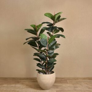 شجرة مطاطية صناعية