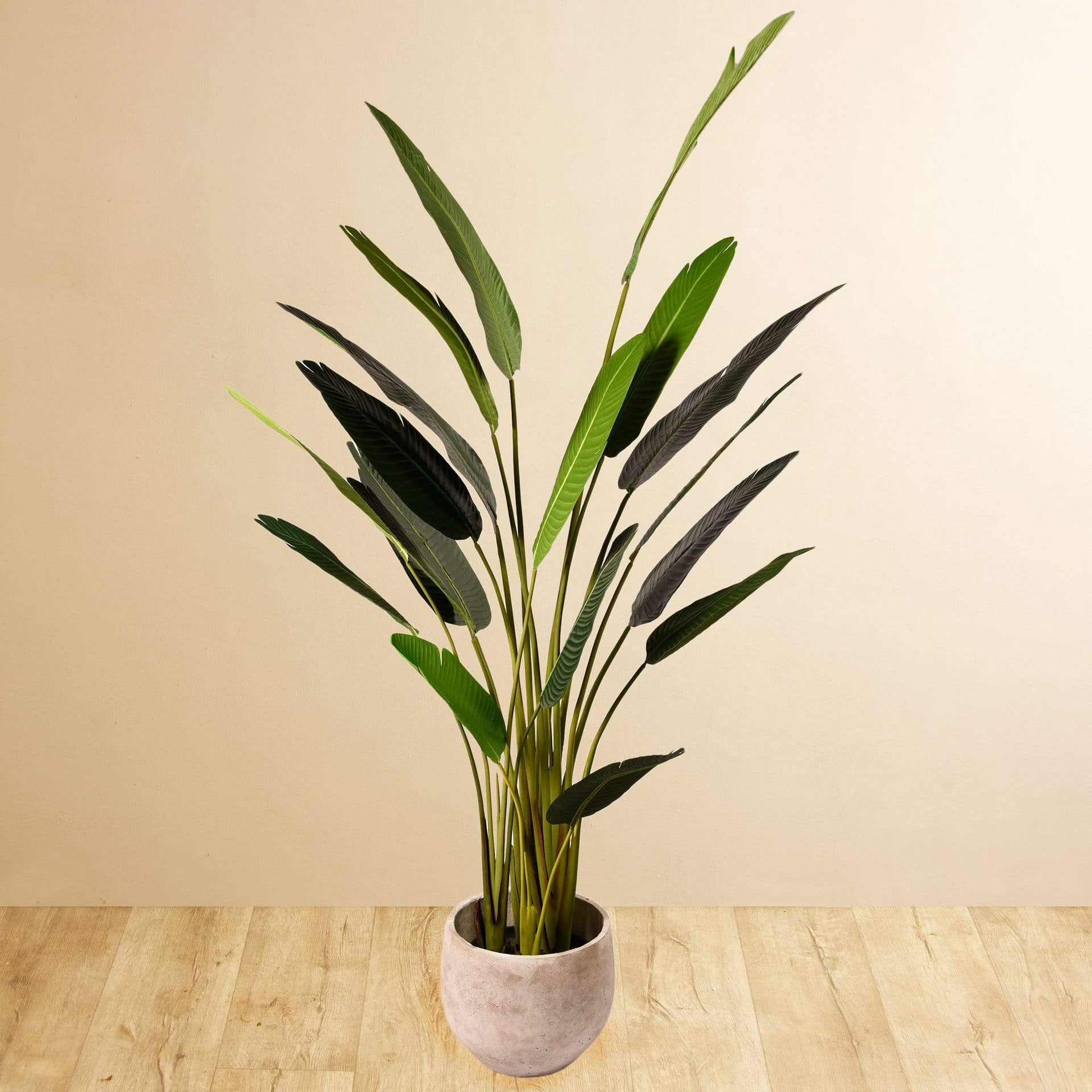 نبتة عصفور الجنة