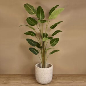 رافينالا (نخلة المسافر)