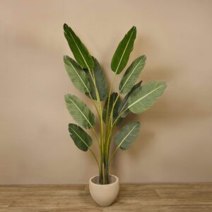 رافينالا (نخلة مروحية)