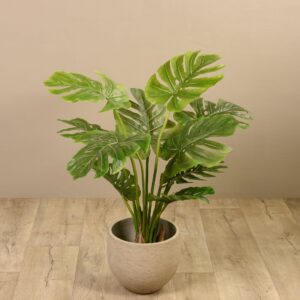 شجرة دندروم الزخرفية