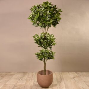 شجرة شكيبة للزينة