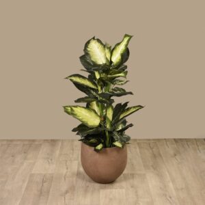 نبتة دفنباخية صناعية