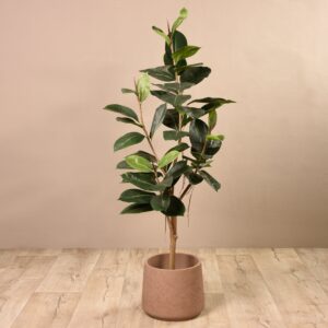 شجرة مطاطية صناعية