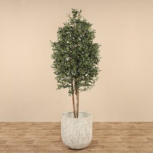 شجرة زيتون معمّرة