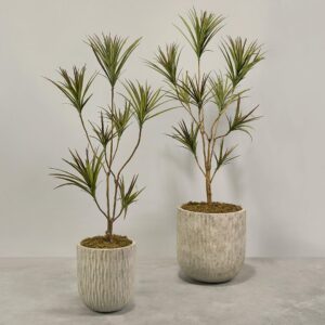 دراسينا اصطناعية في أصيص مزخرف