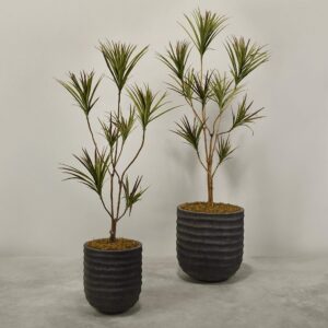 دراسينا صناعية داخل أصيص أنيق