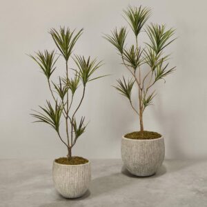 دراسينا صناعية مزودة بأصيص