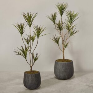 دراسينا اصطناعية مزروعة في أصيص