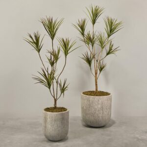 دراسينا صناعية في أصيص زخرفي