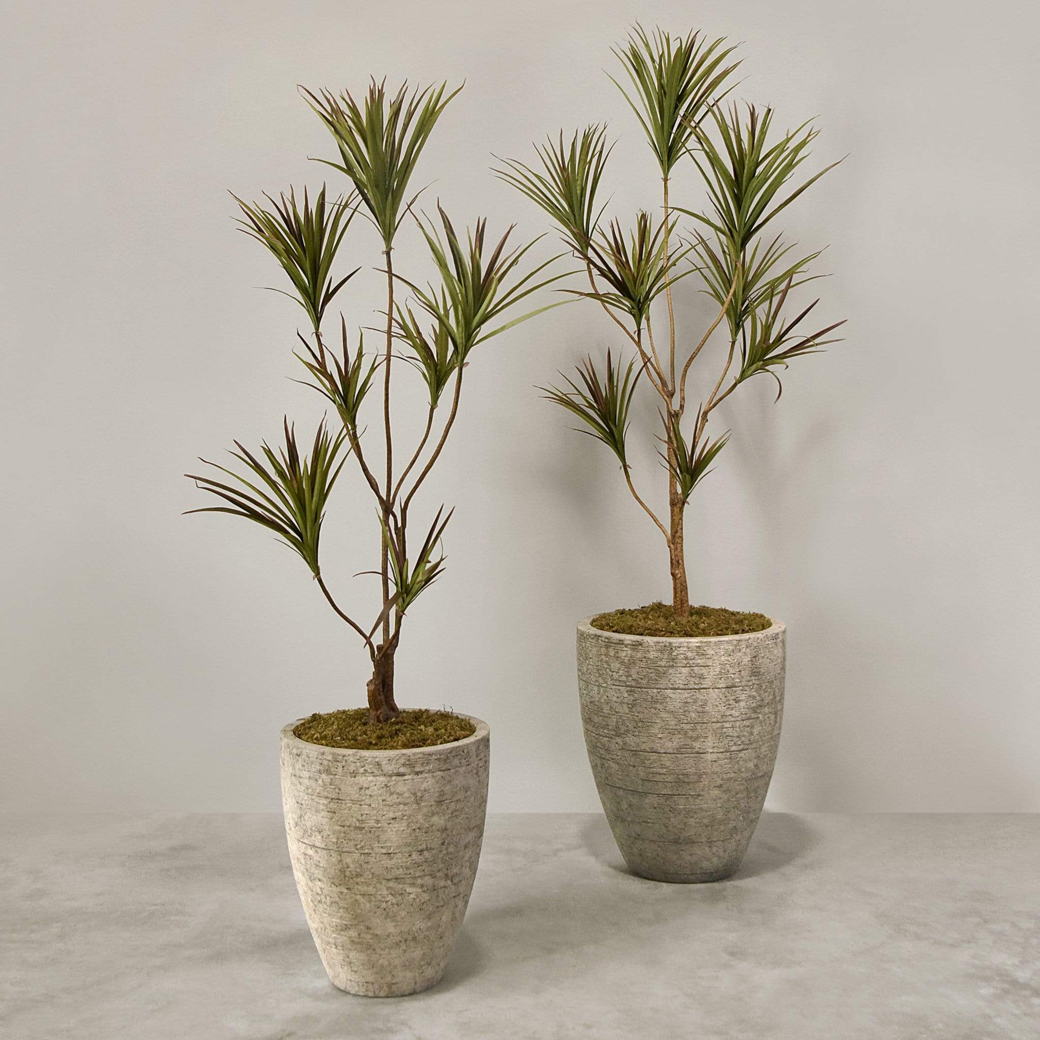 نبات دراسينا صناعي مع أصيص