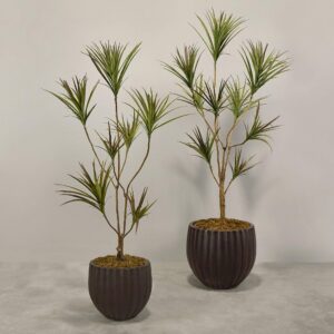 دراسينا صناعية بأصيص