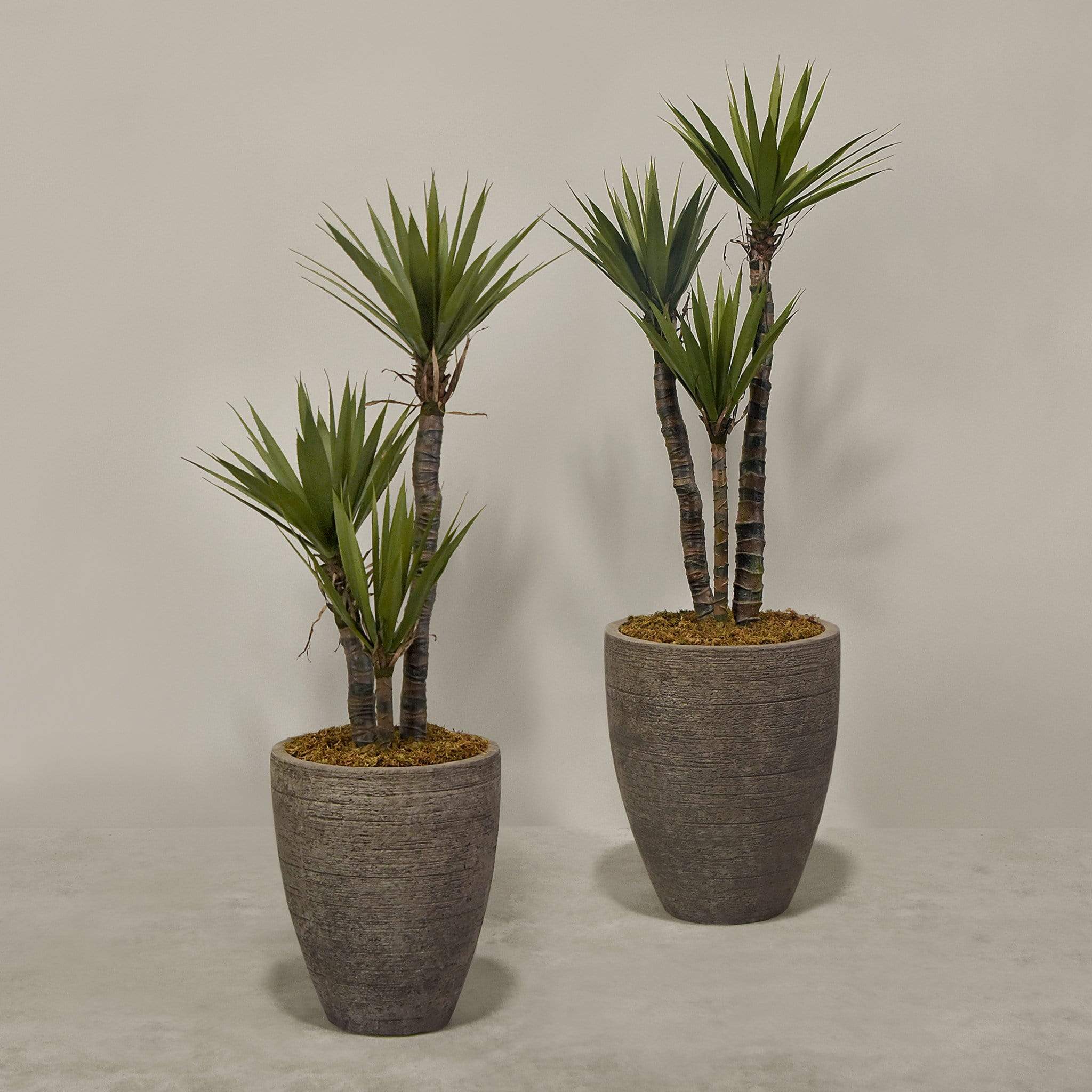 نبات يوكا اصطناعي في أصيص