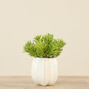 نبتة إيونيوم اصطناعية في وعاء