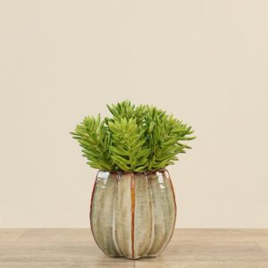 إيونيوم صناعي في أصيص