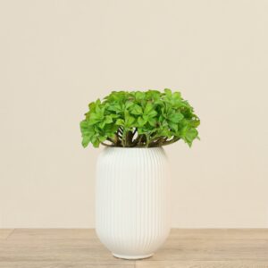 نبات عصاري اصطناعي في أصيص