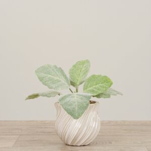 تنسيق نبات السالفيا الصناعي