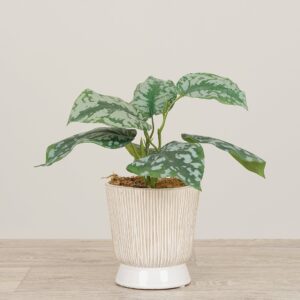 نبات سيندابسوس صناعي في مزهرية خزفية