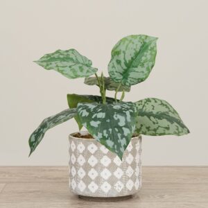 نبتة السيندابسوس الصناعية في مزهرية خزفية