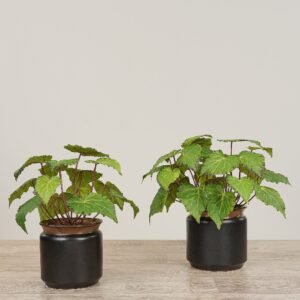 تنسيق بغونيا صناعية