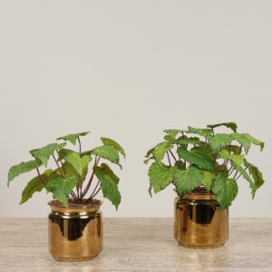 تنسيق نبات بغونيا صناعي