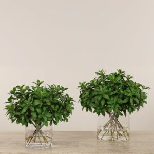 ترتيب أوراق الغار داخل مزهرية زجاجية