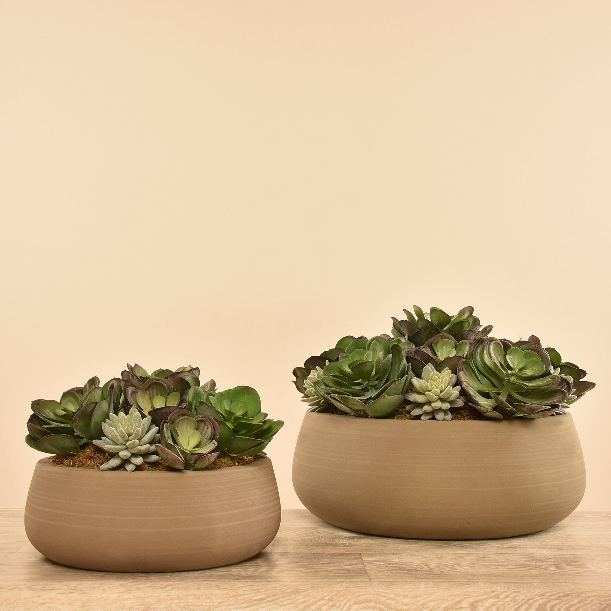 تشكيلة نباتات عصارية صناعية