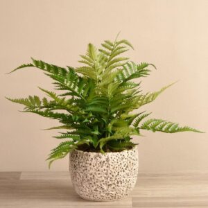 سرخس مرجاني