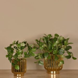 نبات بيبيروميا