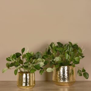 نبات بيبيروميا