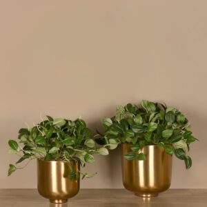 نبات بيبيروميا