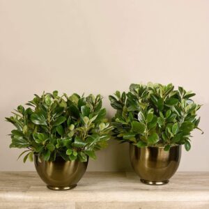 جرجير صناعي بوعاء معدني