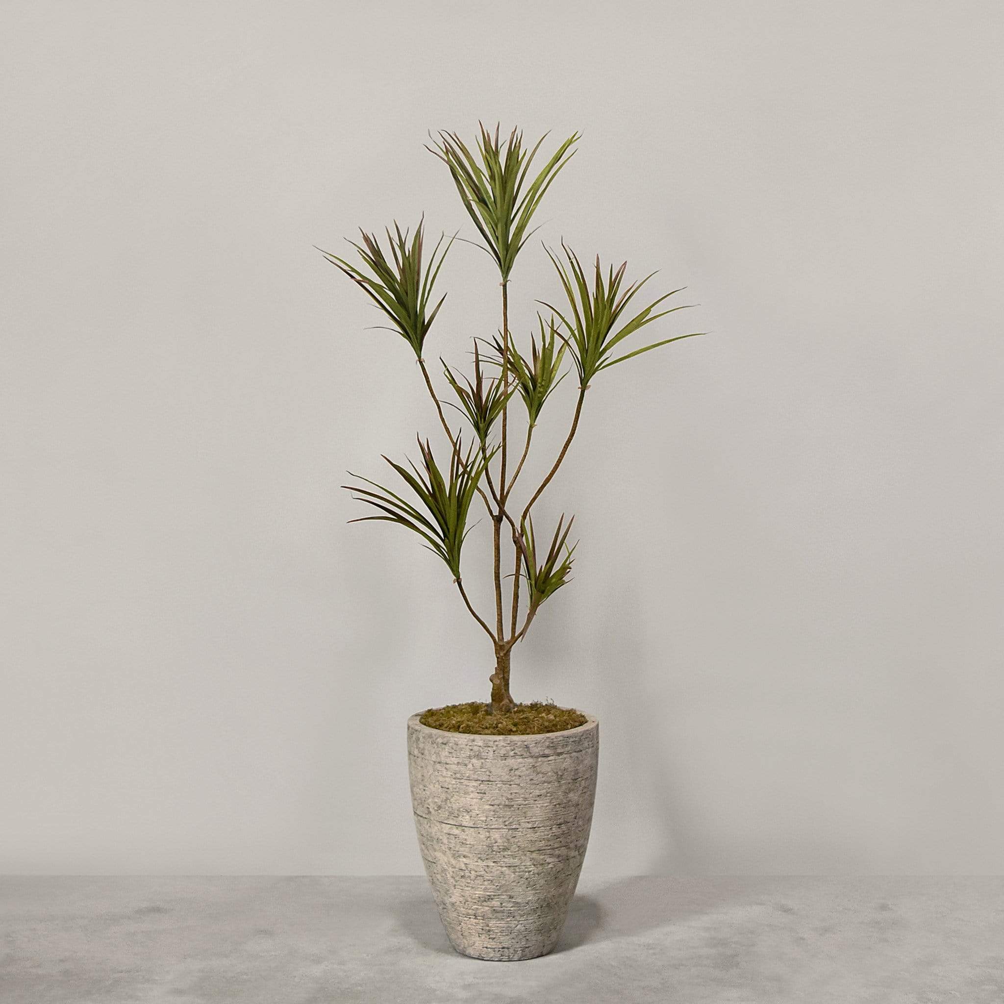 نبات دراسينا صناعي مع أصيص