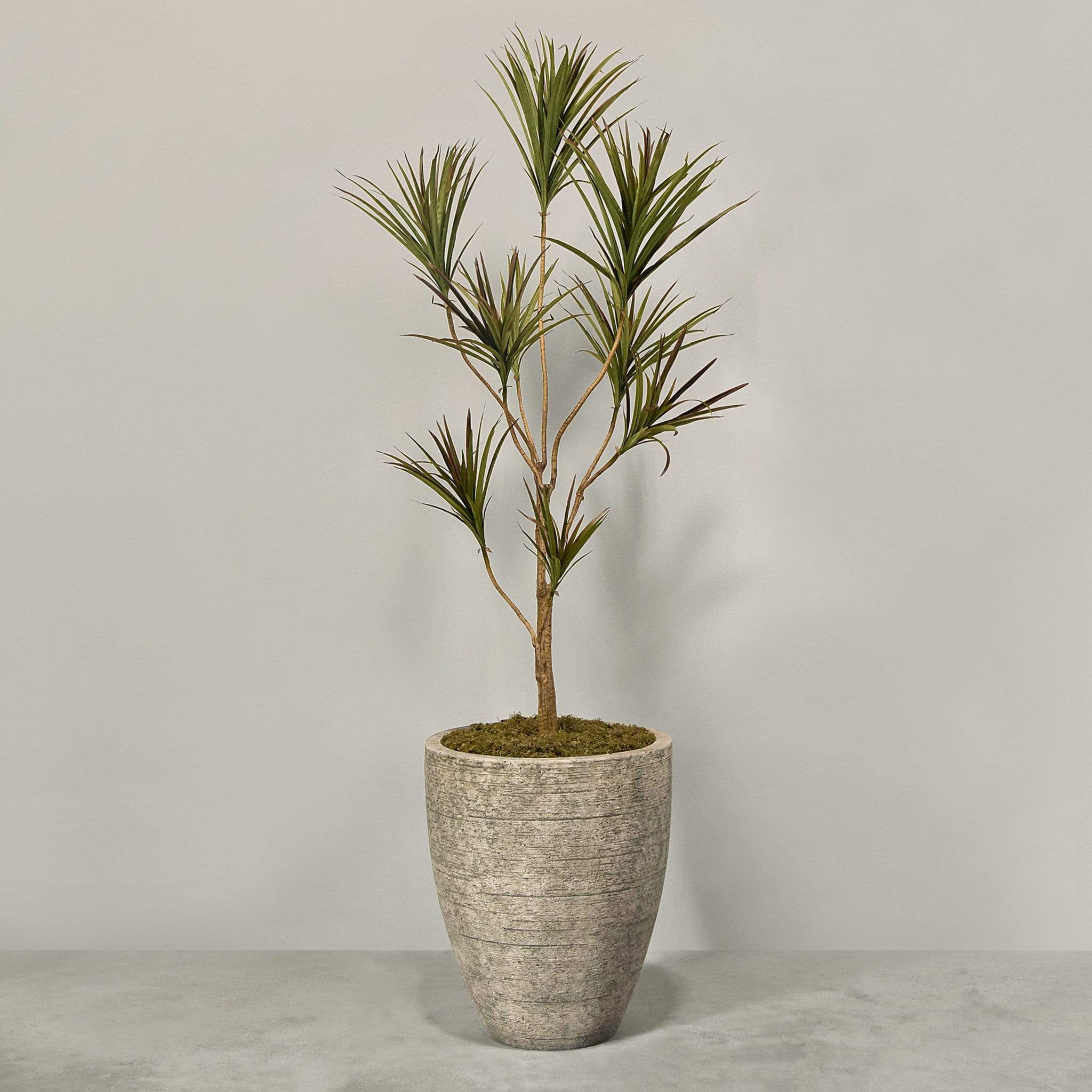 نبات دراسينا صناعي مع أصيص