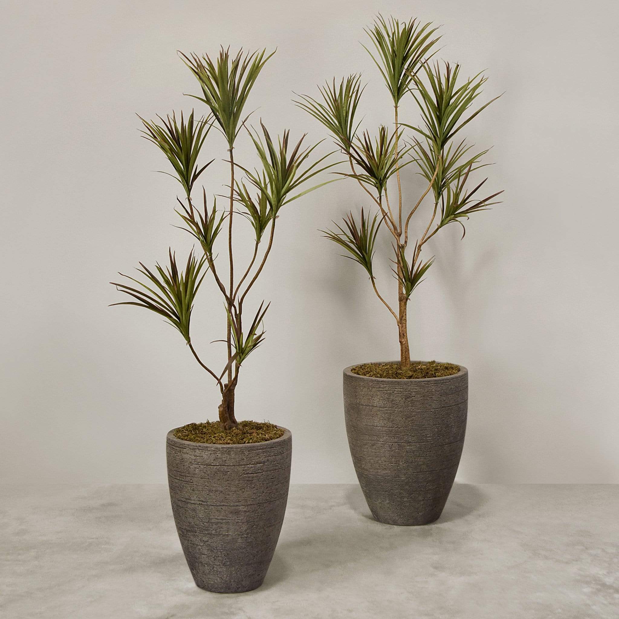 نبات دراسينا صناعي مع أصيص