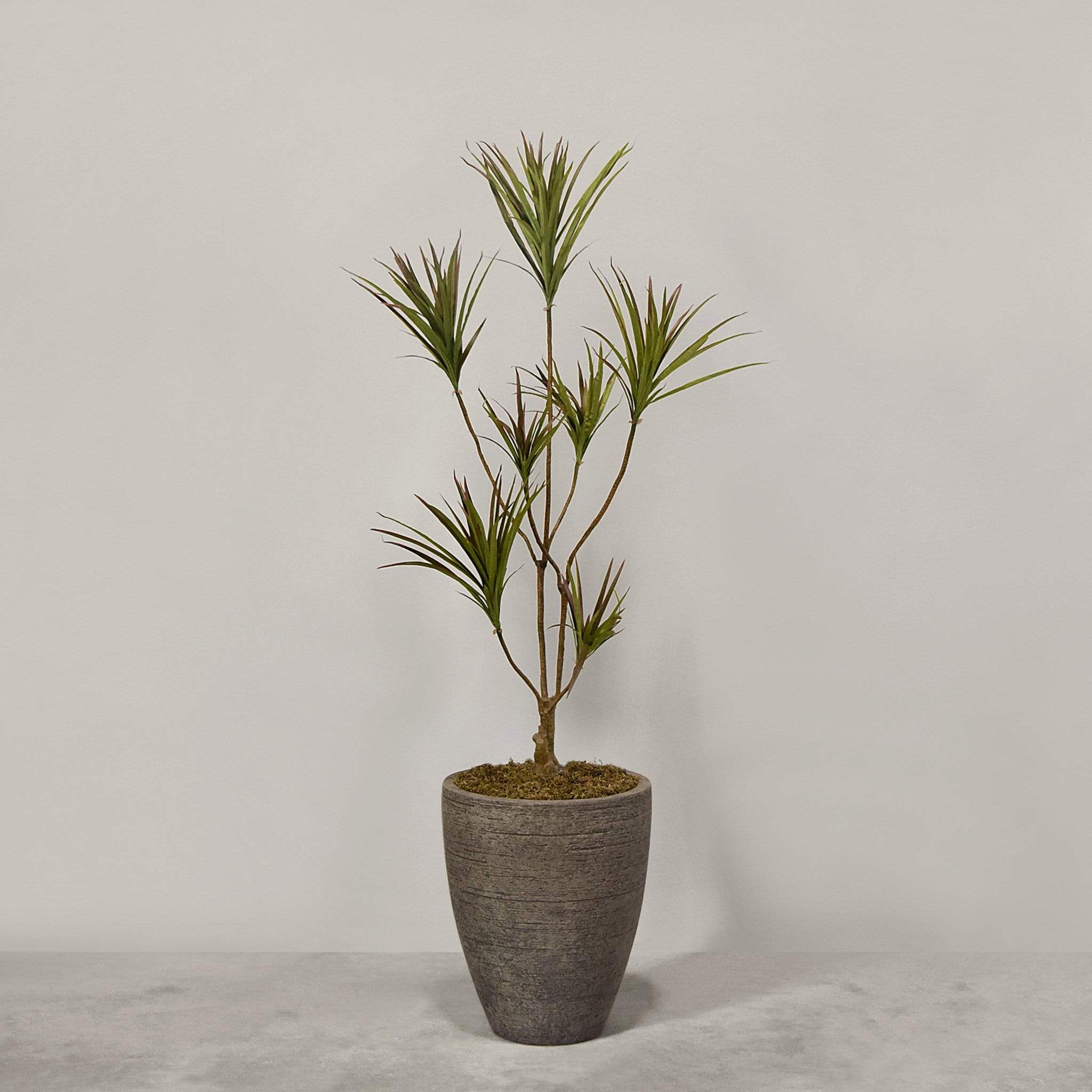 نبات دراسينا صناعي مع أصيص