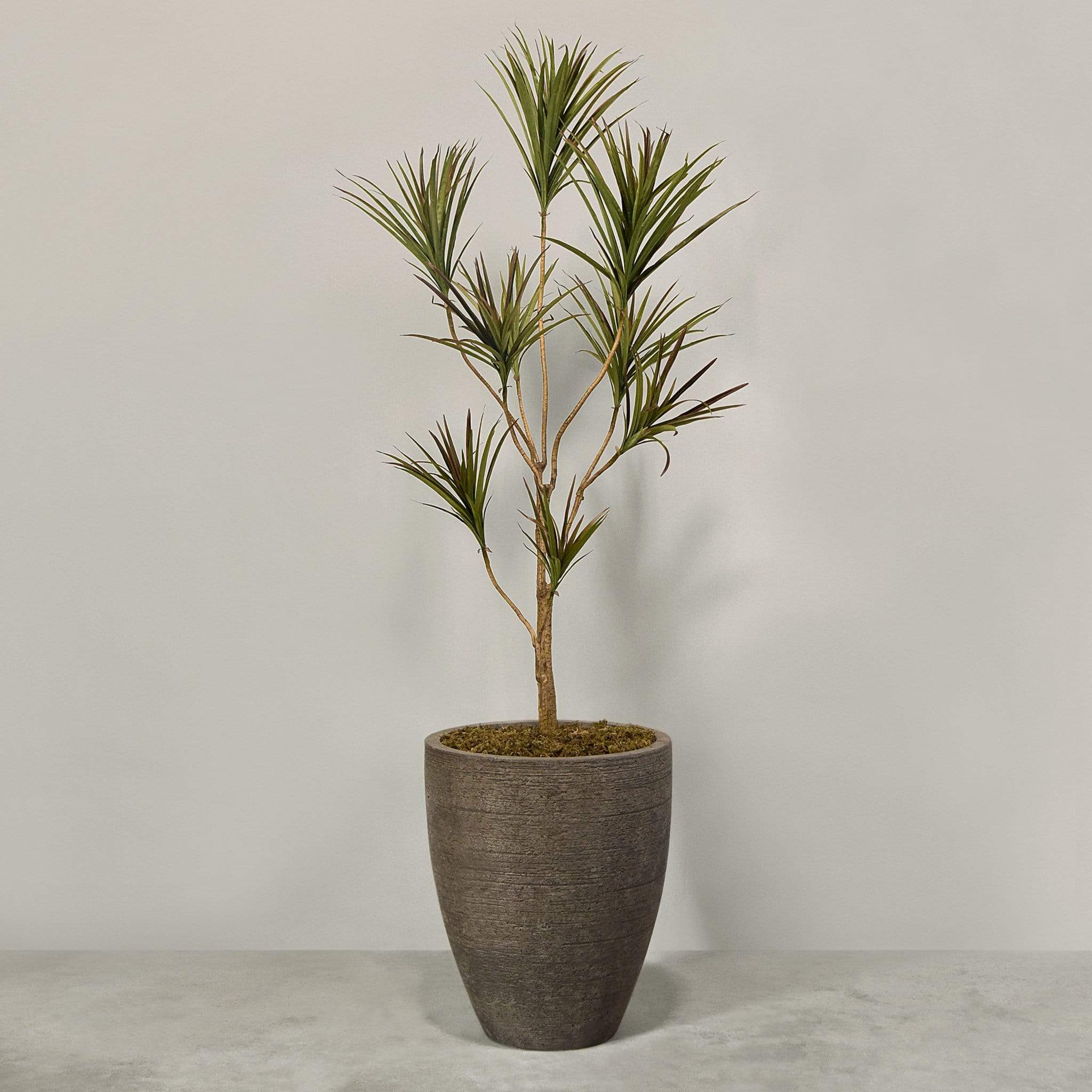 نبات دراسينا صناعي مع أصيص