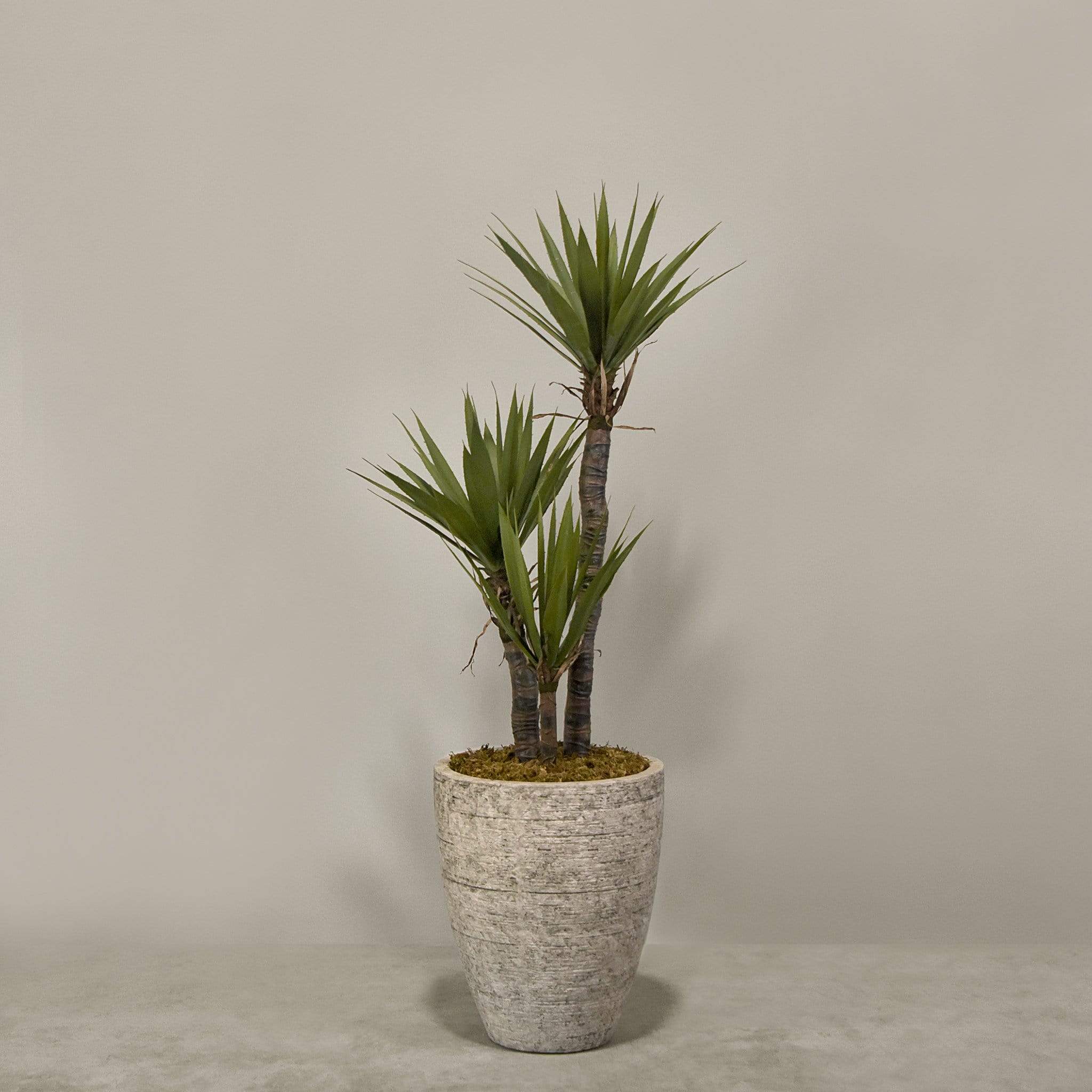 نبات يوكا اصطناعي في أصيص